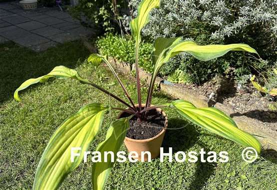 Hosta Lipstick Kiss